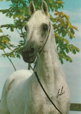 Arabian horse, Kushin, Escher postcard - image 1 of 2