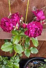 Blue EDEN Rose Plant