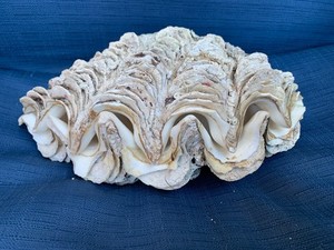 Giant Clam Shell Tridacna Gigas matching set 9.5” X 5”