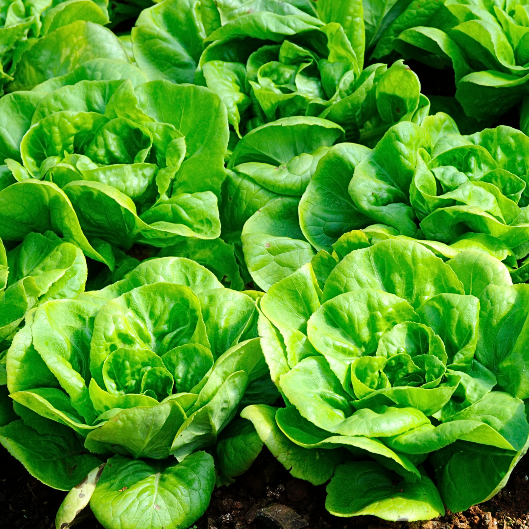 Fresh Crisp Bibb Butterhead Lettuce Seeds | Heirloom Non-GMO ...
