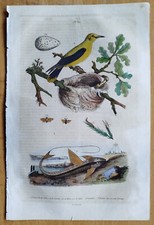 Lote de 14 impresiones de historia natural - impresiones originales de Guerin - 1834