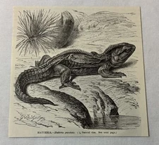 1885 book engraving ~ HATTERIA lizard