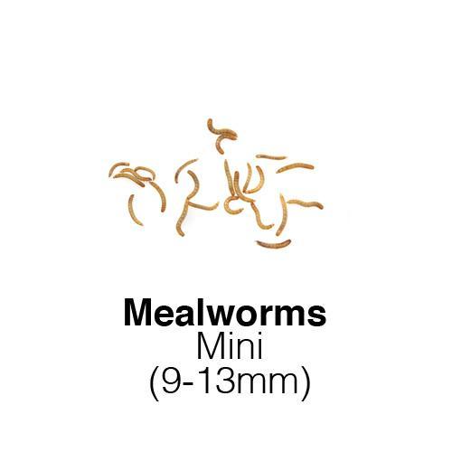 Live Mini Mealworms 250g Livefoods Direct Reptile Reptile worms Bird