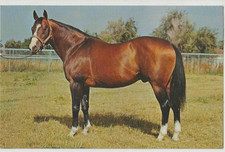 FEAST 1952 THOROUGHBRED Stallion Postcard HIDDEN HILLS CALIFORNIA