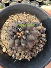 RareSucculent plants Copiapoa cinerea seedinggrowth 2.5-3.5CM