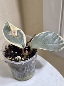 Hoya Argentea Princess | eBay