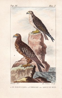 Bussard Adler Aigle eagle buse buzzard Vogel birds oiseaux engraving Buffon 1780