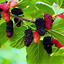 2 Live Red  Mulberry Trees 12-18” tall now