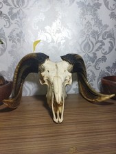 Genuine large ram skull horns