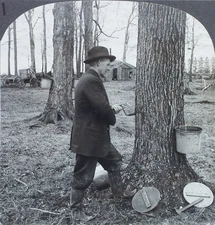 Keystone Stereoview Man Tapping Sugar-Maple Tree, PA of 10's Education Set #71 B