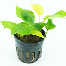 Buy2Get1Free Golden Anubias Nana Potted Live Aquarium Plant