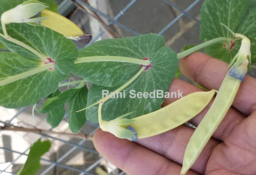 Golden-Yellow Snow Peas - A Rare & Most Desired Beautiful Peas Variety - 5 Seeds - Picture 6 of 12