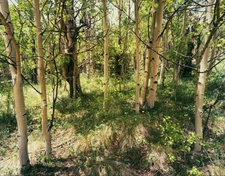 Aspen; Spanish Peaks Wilderness CO. Large Format 4x5 Color Photography, 22"x28".