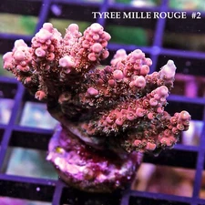 TYREE MILLE ROUGE #2 - SPS LIVE CORAL