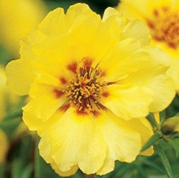 White &amp; Yellow Center Mexicanrose Sun Plant 80 Seeds buy