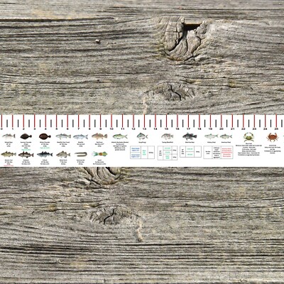CONNECTICUT SALTWATER FISH IDENTIFICATION AND REGULATIONS 50 INCH RULER DECALS