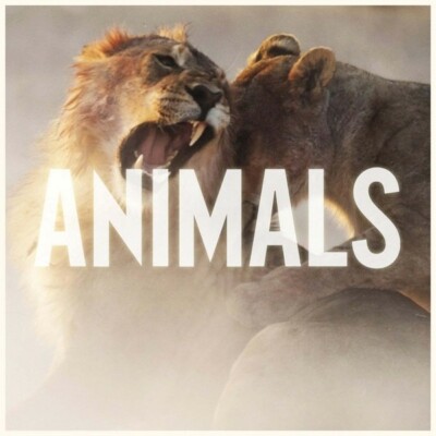 MAROON 5 - ANIMALS (2-TRACK)  CD SINGLE NEU 