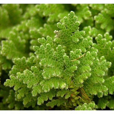 BUY 2 GET 1 FREE Azolla Filiculoides ''Fairy Moss'' Aquarium Plants