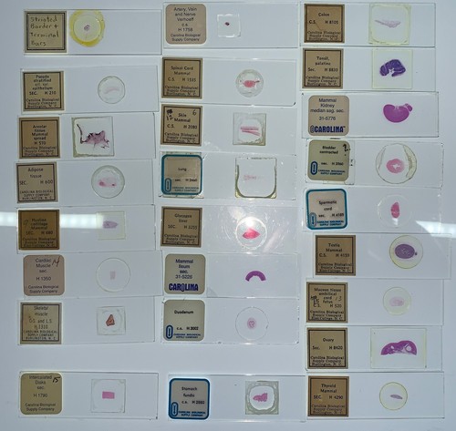 MAMMAL HISTOLOGY Microscope Slides set ORGAN SYSTEMS Carolina Biological Supply - Picture 2 of 7