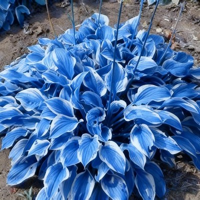 Mixrug Hosta Seeds for Planting, 200+pcs Rare Perennial Flower Mix