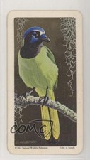 1964 Brooke Bond Red Rose Tropical Birds Tea American Blue Back Green Jay 9aj
