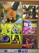 Orchid Plant 6 plant bare root rescue no tags Orchid Plant 6 plant bare root rescue no tags