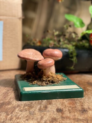 Vintage SOMSO WOOLY MILKCAP MUSHROOM Lehrmodell Pilz Fliegenpilz
