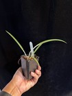 DO  - Bc. James Pinkney (Tiny Rubies x cucullata), mini Cattleya, Orchid — photo 4