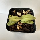 RARE  EXTRAORDINARY VARIEGATED PAPHIOPEDILUM DELANATII Orchid Plant — photo 2