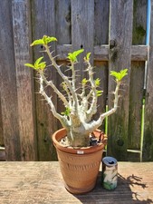 Pachypodium Lealii Saundersii Specimen Exotic Succulent Bonsai ID: C332