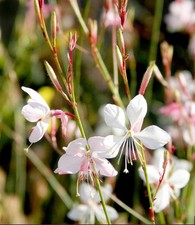 Gaura lindheimeri *The Bride* Hardy Perennial 1 x garden ready Plant 9cm Pot.
