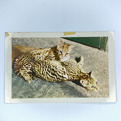 San Diego Zoo Ocelot Kittens California Postcard Animal Color Series wild cats