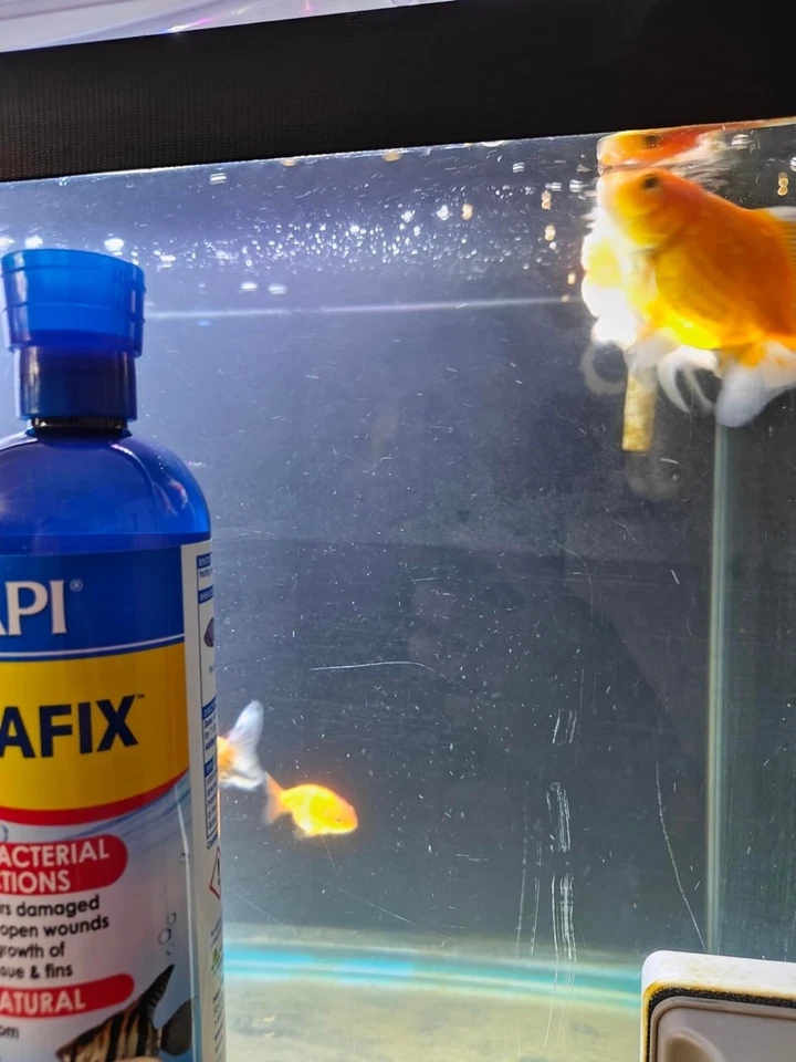 MELAFIX Freshwater Fish Bacterial Infection Remedy 16 Ounce Bottle - Image 3 of 4