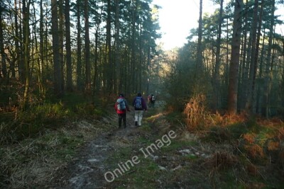 Photo 6x4 Lushott Common Headley Down The sun had not penetrated this sec c2012