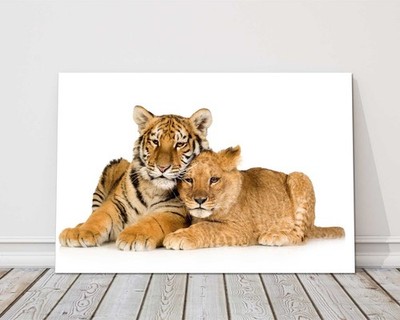 Tiger and Lion cub together on a white background. Big cats. Canvas picture.
