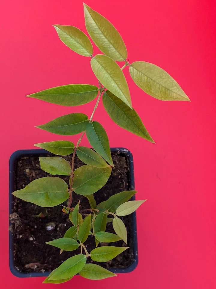 Escarlate Hybrid Jabotica Plinia Scarlet Brazilian Grape Fruit Tree Plant - Image 2 of 3