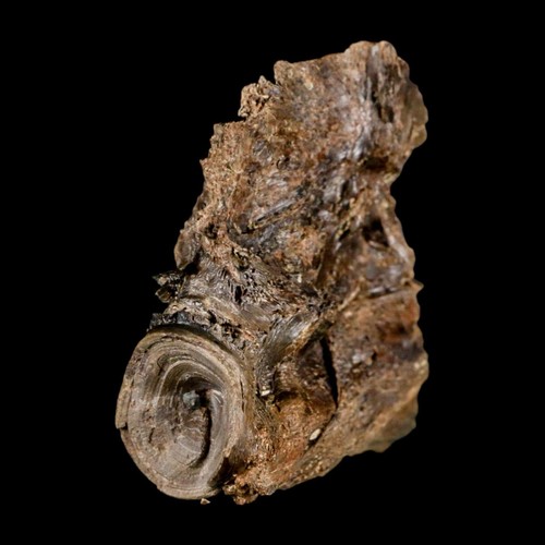 2.2" Ichthyodectes Fish Fossil Vertebrae Bones Late Cretaceous Era Niobrara Fm - Picture 1 of 10
