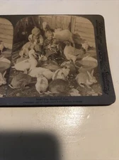 Vintage 1907 “ The Barnyard Zoo” Ducks Rabbits Stereoview Photo Card
