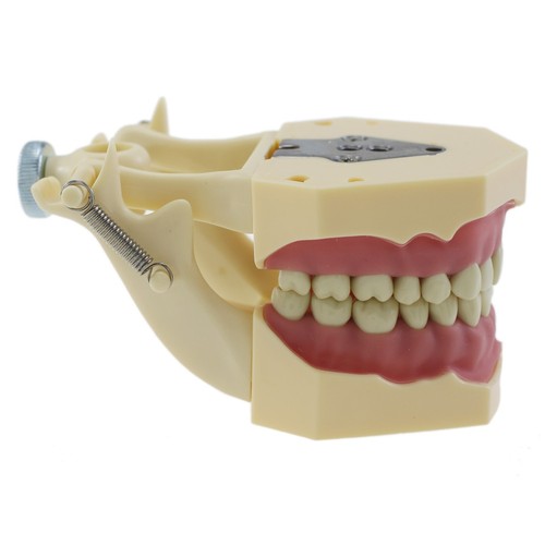 Frasaco AG3 Type Dental Typodont Model 32PC Teeth Restorative Removable Screw-in - Picture 3 of 11