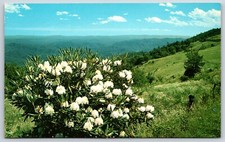 Postcard White Rhododendron Maximum, Western North Carolina Unposted
