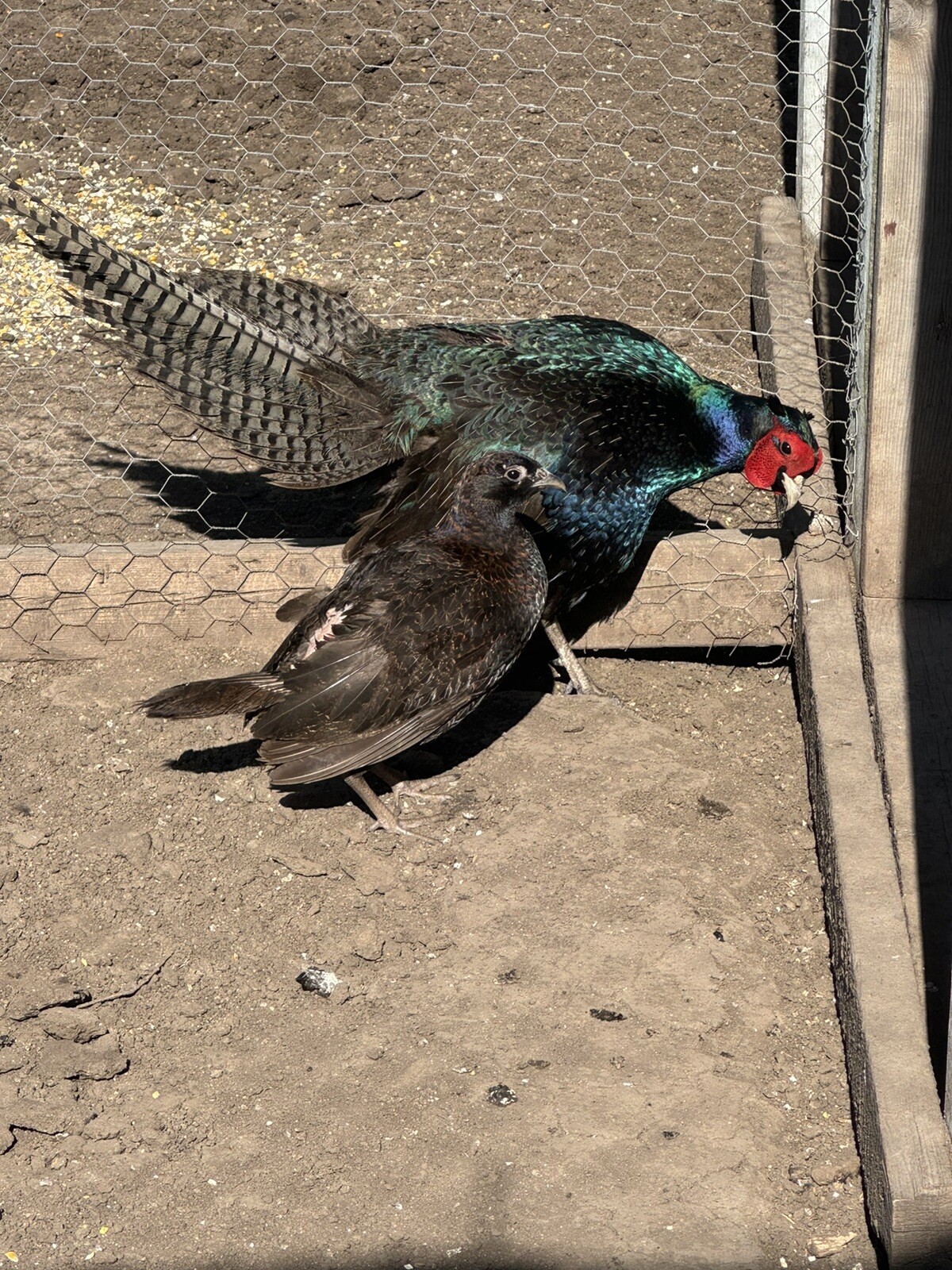 12 melanistic mutant ringneck pheasant eggs ebay