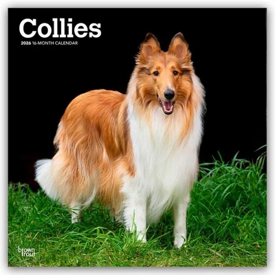 BROWNTROUT VERLAGS GMBH Collies - Langhaarcollie 2026 - 16-Monatskalender Browntrout Publishers