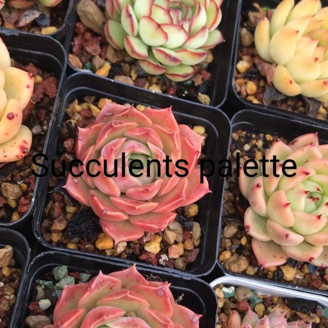 succulent large leaves Paddle Plant Kalanchoe thyrsiflora