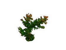 IMITATION LIVE CORAL ACROPORA POLYRESIN REPLICA AQUARIUM ORNAMENT EBI356