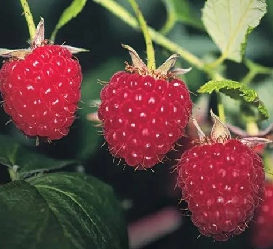 24 PERENNIAL FRUIT PLANTS BLUEBERRY BUSH RASPBERRY PURPLE GRAPE VINES ELDERBERRY - Image 2 of 4
