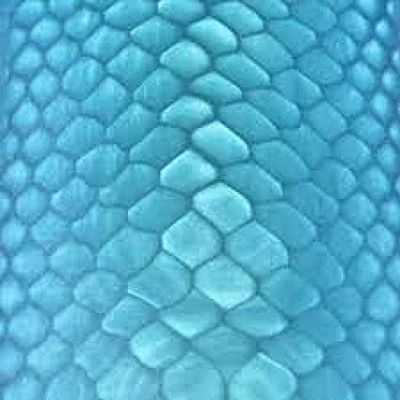 Juma- ''Laguna Dragon''- Scales and Blocks