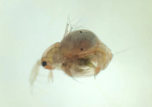 Moina Macrocopa- Lebendfutter selbst Züchten - Urzeitkrebse - Triops - pure Eier - 第 1/7 張圖片