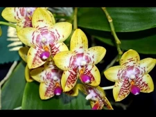 Very Fragrant Orchid Phal. Orchid World 'Bonnie Vasquez' AM/AOS GM/12WOC