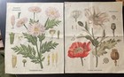 Chrysanthemum & Poppy French Botanical Wall Scroll Hanging 17x21 Set Of 2