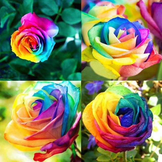 200 Beauty Multi-color Colorful Rainbow Rose Flower Seed Yard Garden Plant Decor for sale online | eBay